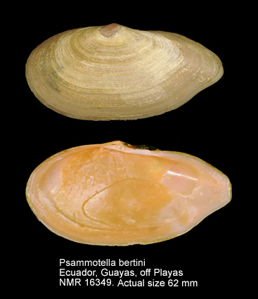 Psammotella bertini.jpg - Psammotella bertini(Pilsbry & Lowe,1932)